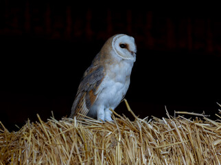 Close-up of a barn owl perched on hay inside a barn