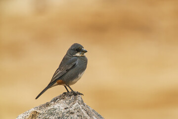 Diuca-finch perched on a rock on the ground