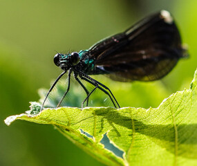 Macro of a Jewel wing dragonfly sitting on a green leaf.