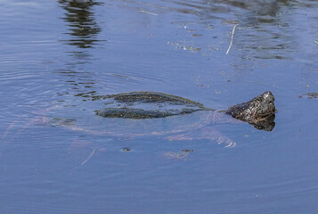 Obraz premium Animal submerged in water surrounded by vegetation, Created with a mirrorless camera.
