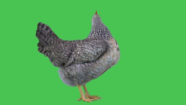 standing and singing chicken on a green screen