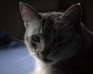a cat is resting on the bed looking at the camera
