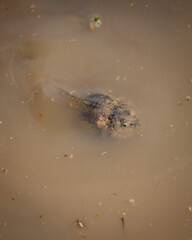 Fototapeta premium Big Tadpole swims in murky water by bushes