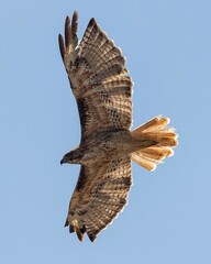 a bird is flying high in the sky with its wings spread