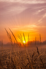 Sunrise over the wheat fields of North Norfolk, UK