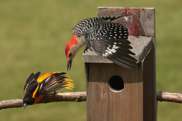 Red Bellied Woodpecker male challenging Baltimore orioles in spring