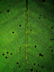 Podświetlony liść