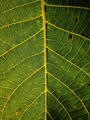 podświetlony liść