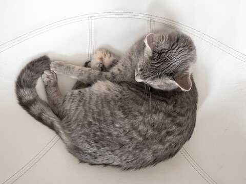 sleeping cat
