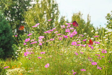 Butterflies on purple cosmos flowers blooming in summer garden by sunny day