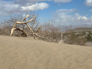 Mesquite Flat Sand Dunes in Death Valley during a sand storm caused by high winds