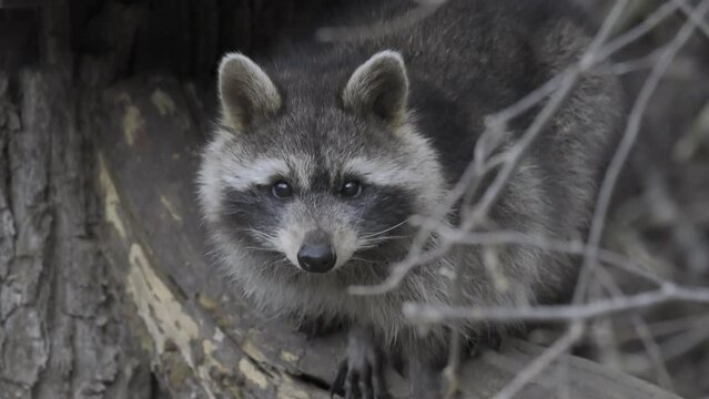 Shot of a small raccoon standing at the base of a tree, looking directly into the camera.