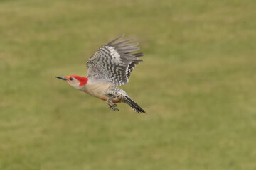 Red Bellied Woodpecker male challenging Baltimore orioles in spring