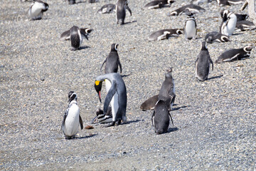 Fototapeta premium Emperor penguin in a group of Magellanic penguins