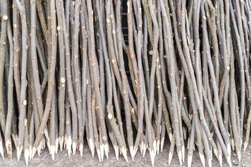 Pile of sharpened sticks used to sustain tomato plant or vine plants in organic agriculture
