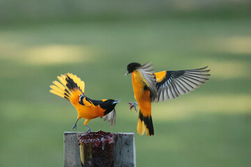 Two Male Baltimore Orioles fighting over food in spring