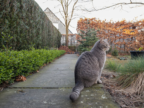 cat in garden