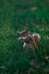 squirrel eating fries