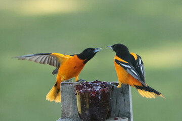 Two Male Baltimore Orioles fighting over food in spring