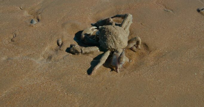 Of a crab covered in sand standing on a beach while a sea snail moves on its feet.