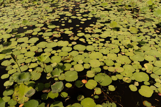 Water lilly flowers