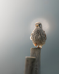 Bird sitting on a post against the sky