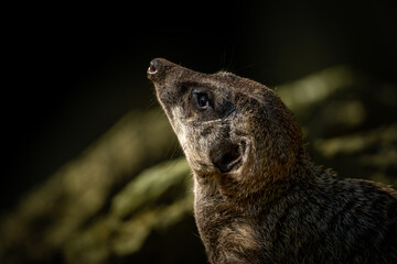 Small Mongoose gazes to the side in a natural environment