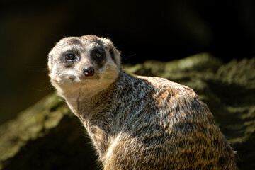 Small Mongoose gazes to the side in a natural environment