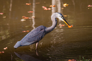Blue herron eating goldfish