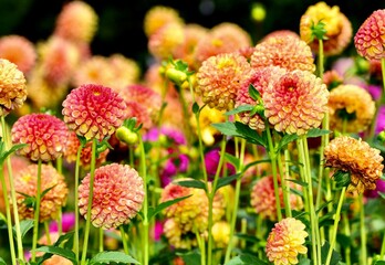 Orange and yellow dahlias blossom in a garden by a house