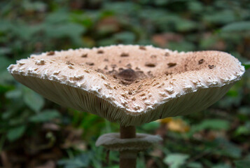 Wild mushrooms growing in the forest. Fungi. Parasol mushroom