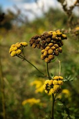 Polne rośliny © Stefan