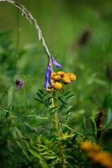 Polne rośliny © Stefan