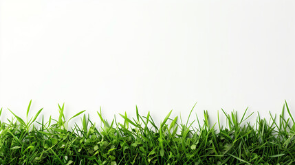 Fototapeta premium grass at the bottom border on a white background