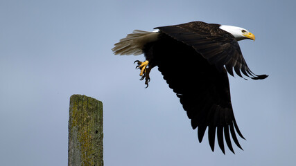 a bald eagle is flying low over a stump post, with its wings open
