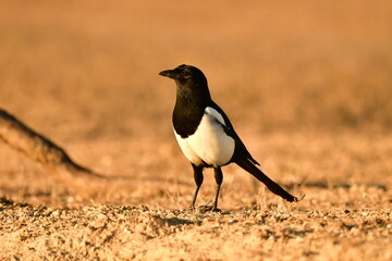 Magpie perched in a barren field with dry grass.