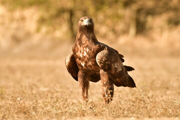 Golden eagle perched in the center of a vast field.