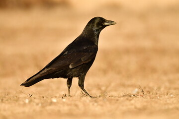 Crow perched in a field with brown grass.