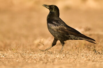 Crow perched in a field with brown grass.
