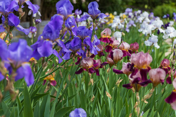 Blooming Iris - Iris in the garden, with a colorful background.