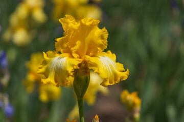 Blooming Iris - Iris in the garden, with a colorful background.