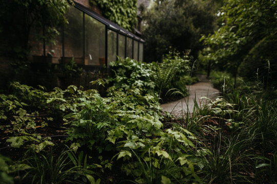 Prolific, leafy evergreen garden