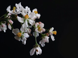 Potato Flower Power: A Stunning Close-Up on Black