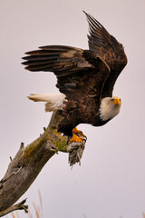 an eagle is sitting on a dead tree limb, with it's wings outstretched