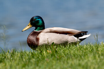 Serene Mallard Duck by the Lakeside in Küssnacht am Rigi