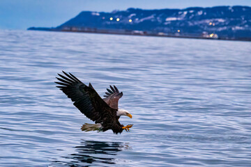 a bald eagle flies above the ocean as it approaches land