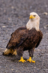Eagle perched on tree trunk with birds on rock