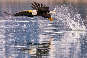 Bald eagle in flight over water