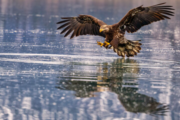 eagle taking off from the water with its wings spread out
