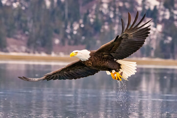 a eagle flies low over the water with its talon outstretched